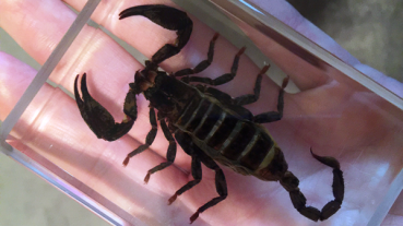 Preview: Ominous Deck (Skorpion)  von Diamond Jim Tyler (Omni Deck, Scorpion)