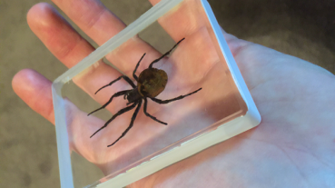 Preview: Ominous Deck (Spinne - Spider)  von Diamond Jim Tyler (Omni Deck)